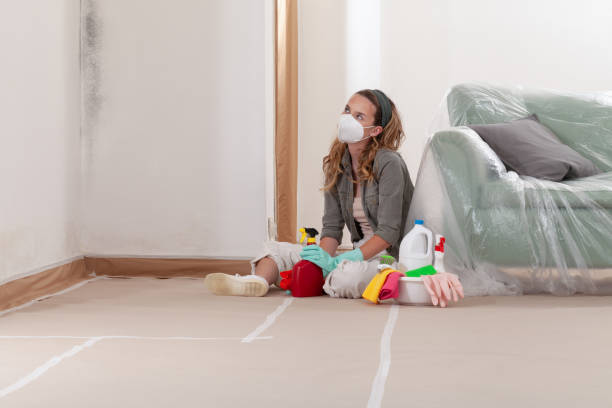 Reliable Black Mold Remediation contractor in Seminole, TX by 24 Hour Mold Removal