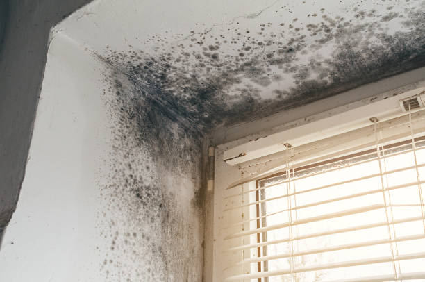 Affordable Black Mold Remediation solutions in Seminole, TX